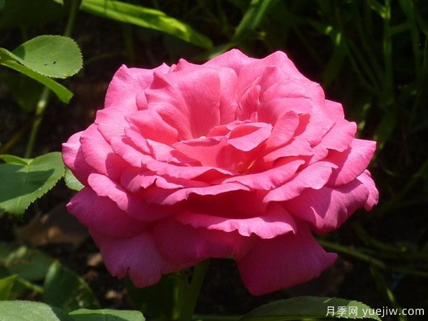 委拉斯凯兹月季(图1)