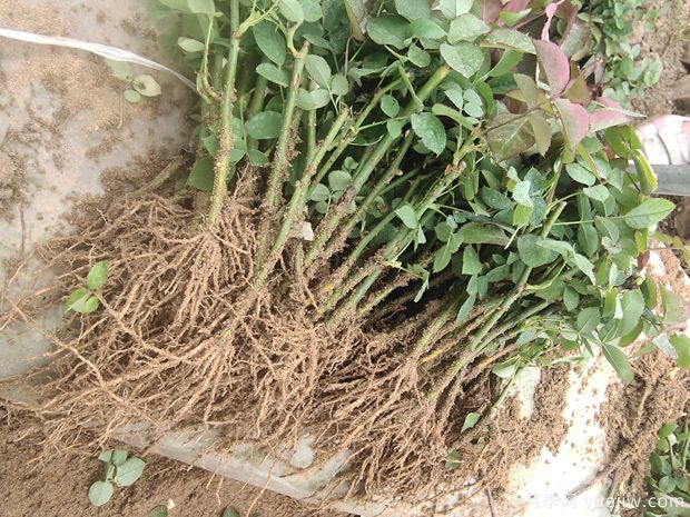 月季小苗/月季牙签苗(图2)