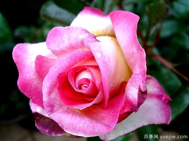 甜蜜喜悦月季(图1)