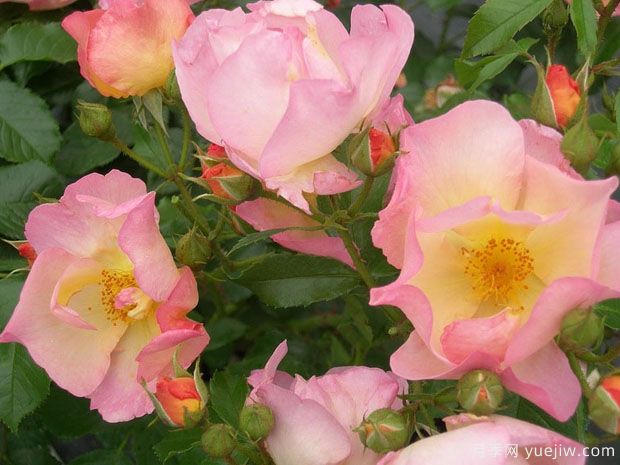 兰博威尔森月季/兰伯特威尔逊月季(图1)