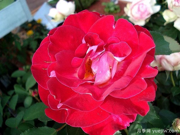 艾琳梅瑞施玫瑰月季的优缺点是什么？(图1)