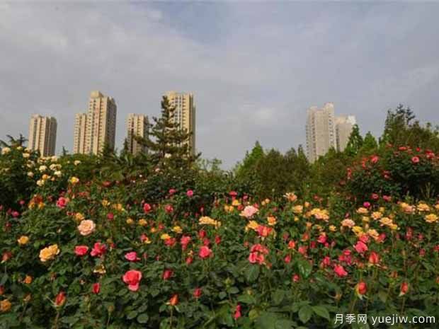 郑州月季市花文化和月季景观(图7)