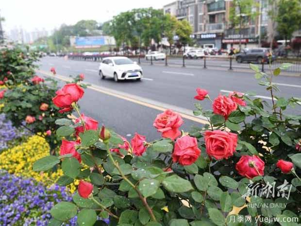 长沙月季应用和月季景观(图3)