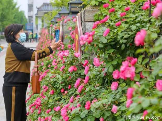 荆州月季应用和月季景观(图1)