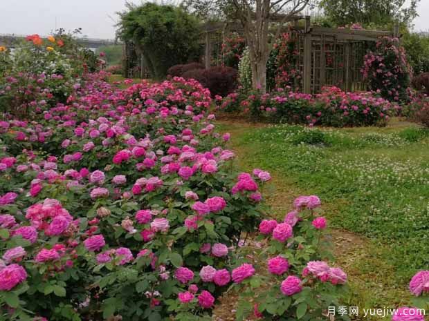 南昌月季应用和月季景观(图2)