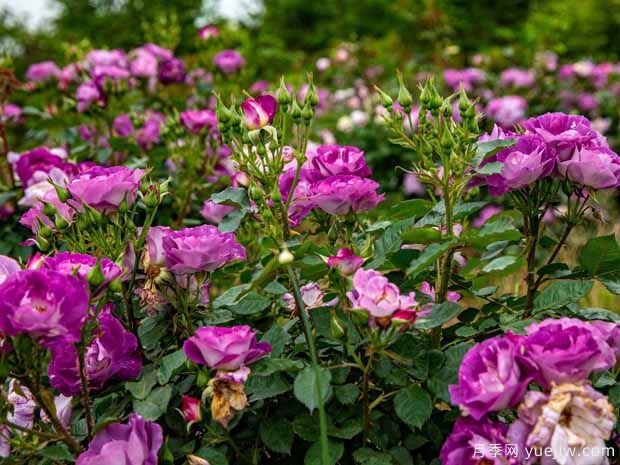 黄石月季应用和月季景观(图3)