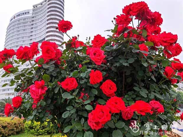 曲靖月季应用和月季景观(图5)