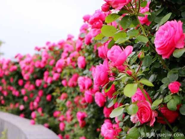 淮安月季市花文化和月季景观(图3)