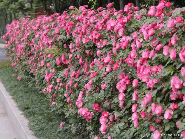 金华月季应用和月季景观(图3)