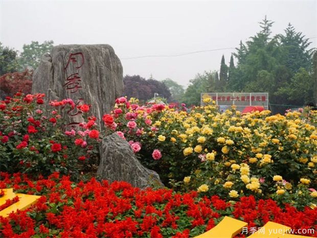 郑州月季市花文化和月季景观(图3)