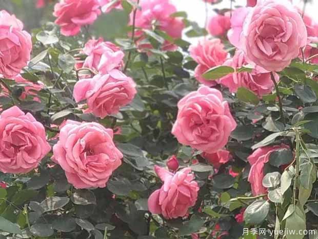 郑州月季市花文化和月季景观(图5)