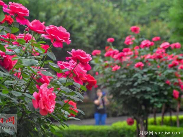 洛阳月季应用和月季景观(图2)