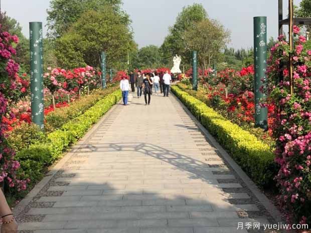 三门峡月季市花文化和月季景观(图7)
