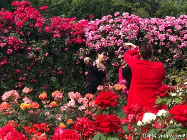 三门峡月季市花文化和月季景观(图6)