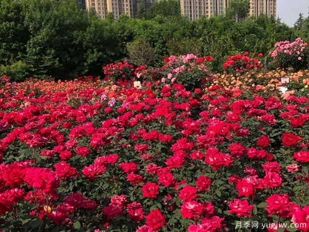 三门峡月季市花文化和月季景观(图5)