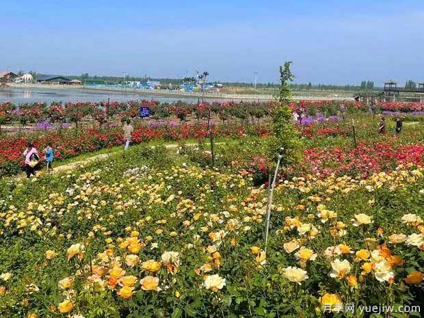 徐州月季应用和月季景观(图3)