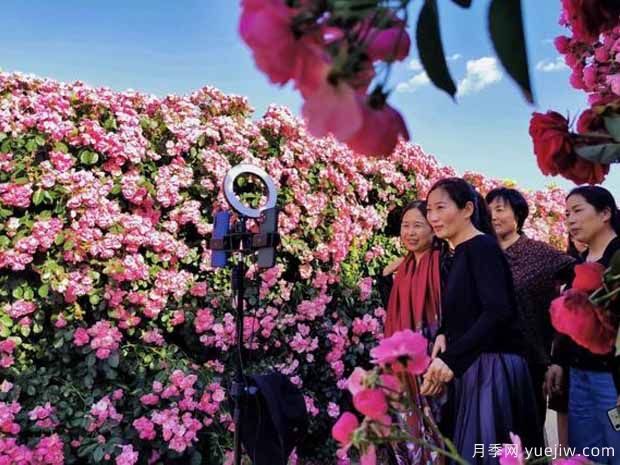 徐州月季应用和月季景观(图4)