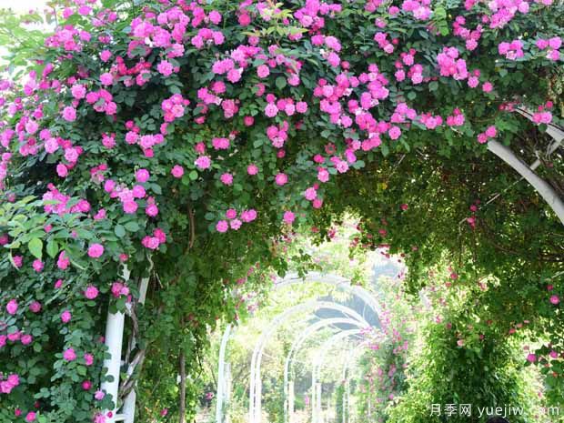 徐州月季应用和月季景观(图2)