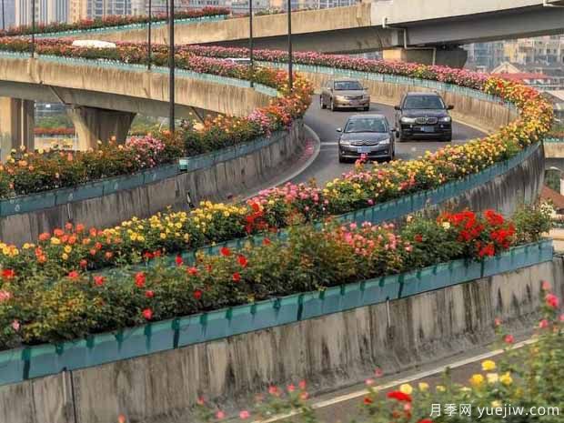 杭州月季应用和月季景观(图6)