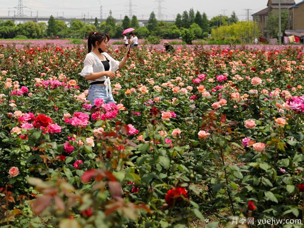 宁波月季应用和月季景观(图4)