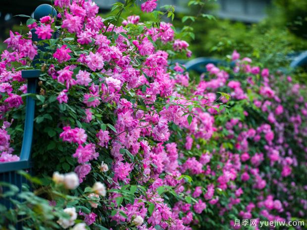 宁波月季应用和月季景观(图1)