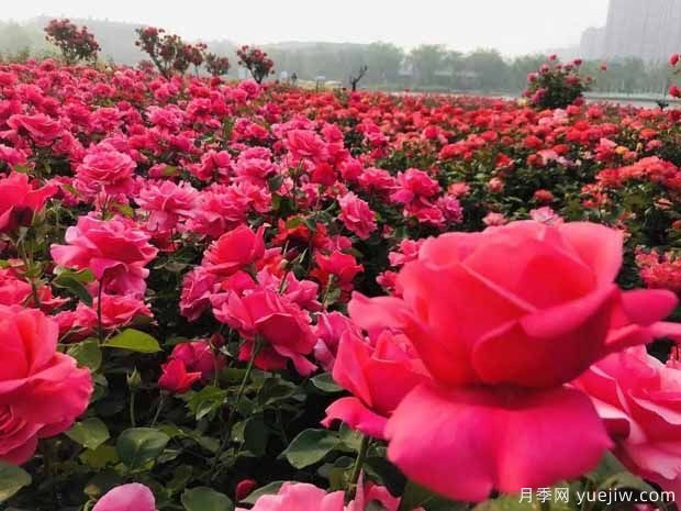 廊坊月季市花文化和月季景观(图4)