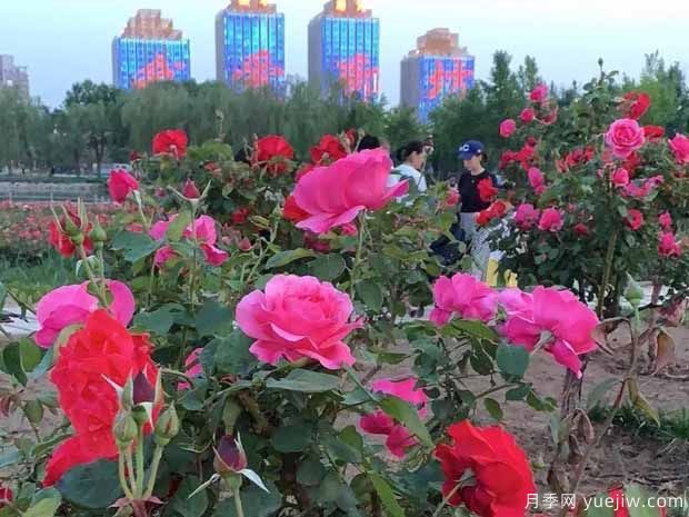 廊坊月季市花文化和月季景观(图5)