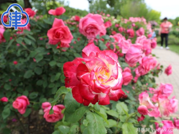 天津月季市花文化和月季景观(图1)