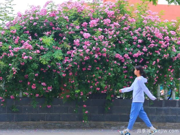 开封月季应用和月季景观(图1)