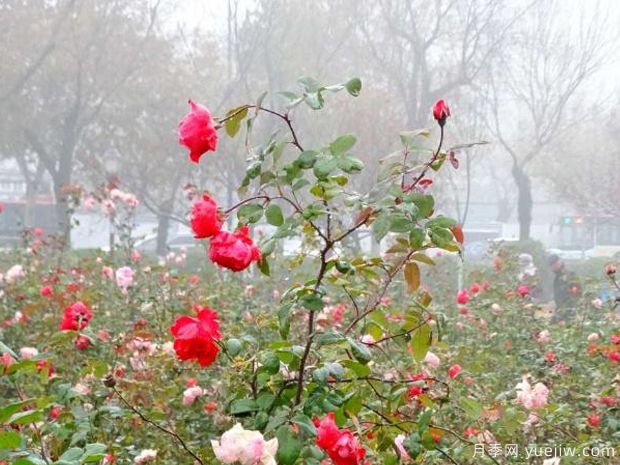 开封月季应用和月季景观(图2)