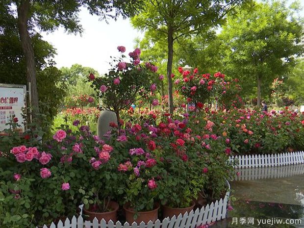 安阳月季应用和月季景观(图3)