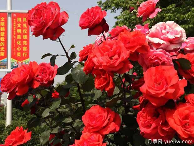 鹤壁月季应用和月季景观(图2)