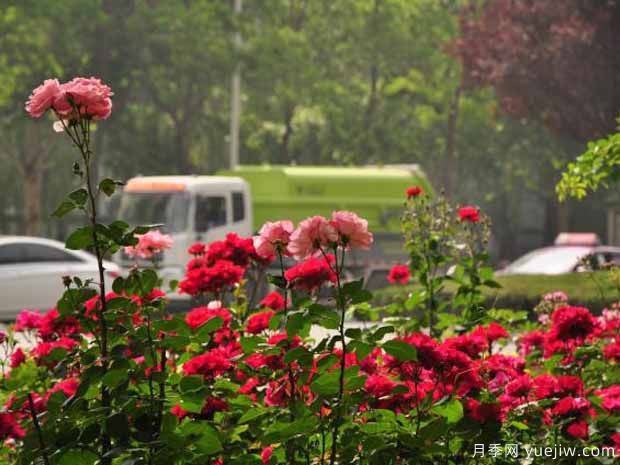新乡月季应用和月季景观(图1)