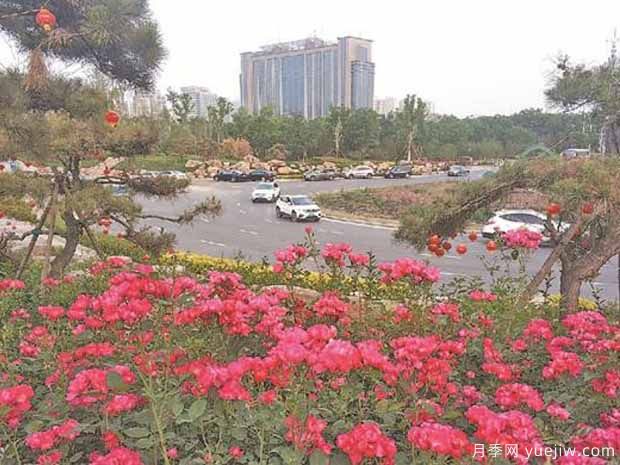 焦作月季市花文化和月季景观(图3)
