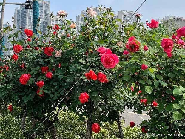 许昌月季应用和月季景观(图2)
