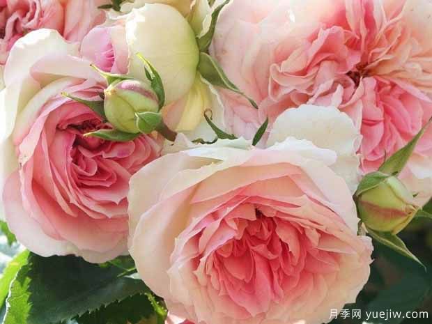 浪漫艾米月季的优缺点是什么？(图1)