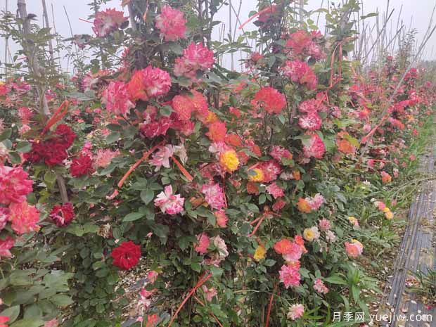 1米高藤本月季批发(图2)