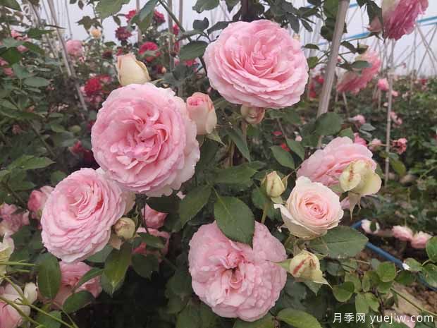 1米高藤本月季批发(图4)