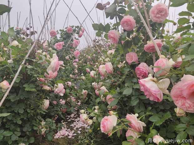 1米高藤本月季批发(图3)