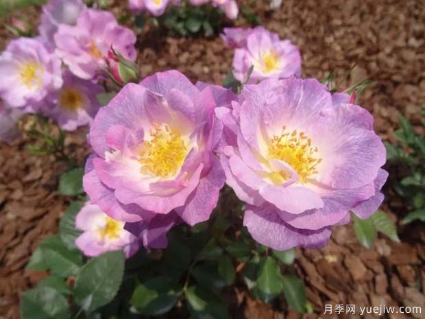 蓝色梦想月季 ，梦幻的蓝紫色，让人一眼难忘(图2)