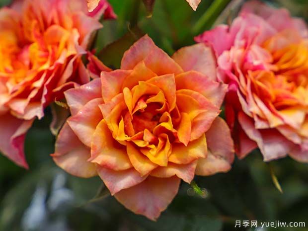 比基尼月季的优缺点是什么？(图1)