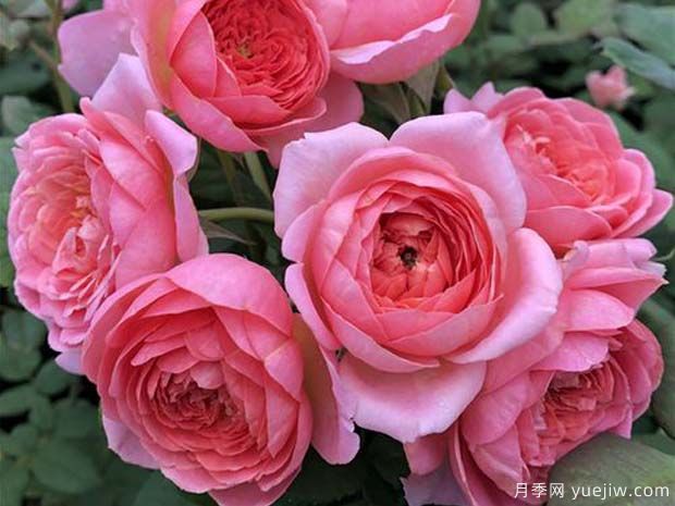 阿芒迪娜夏奈尔月季/香奈儿月季(图1)