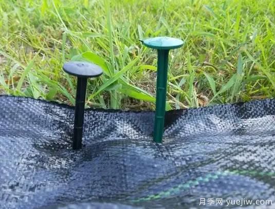 苗圃防草布的用处以及它的优势(图1) 苗圃防草布的用处以及它的优势(图1)