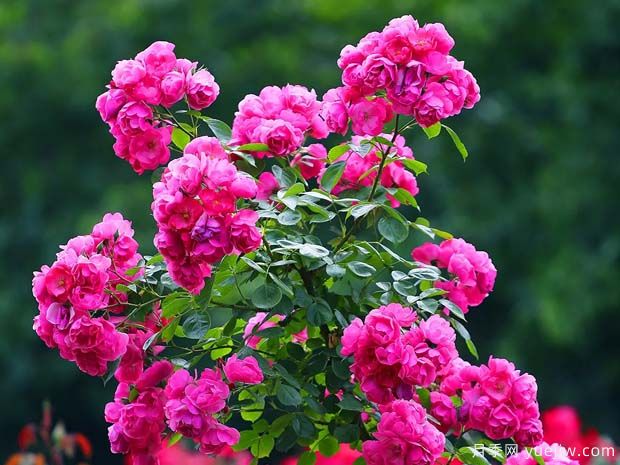 临沂月季应用和月季景观(图1)