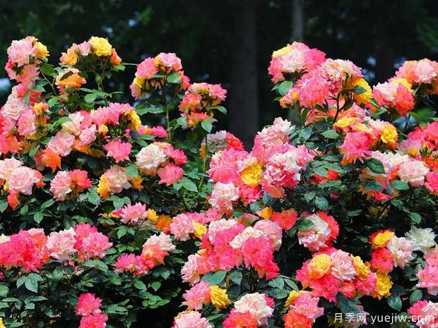 临沂月季应用和月季景观(图2)