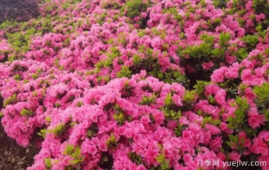 植物专类园带火的苗木有哪些，月季园火了(图5)