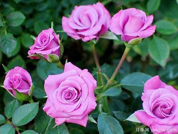 薰衣草光芒月季(图2)