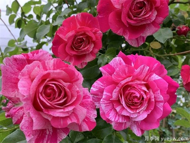 适合夏季养的藤本月季，推荐10个月季品种，开花不断(图4)