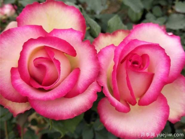 梦露月季的优缺点是什么？(图1)