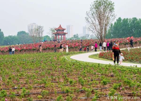 潍坊昌乐：西湖月季五月天 百亩花海采风季(图3)